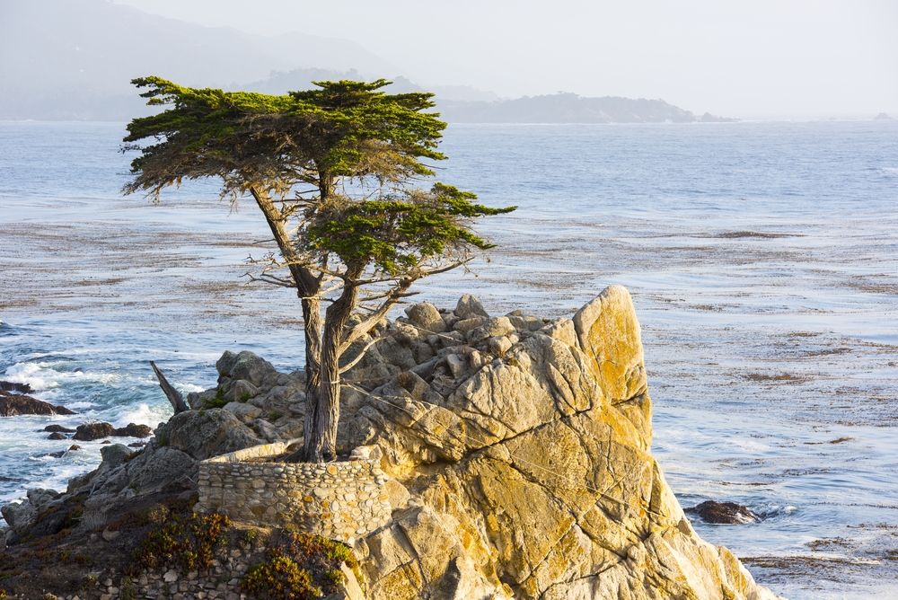 The,Long,Cypress,Tree,On,The,17,Mile,Drive,In