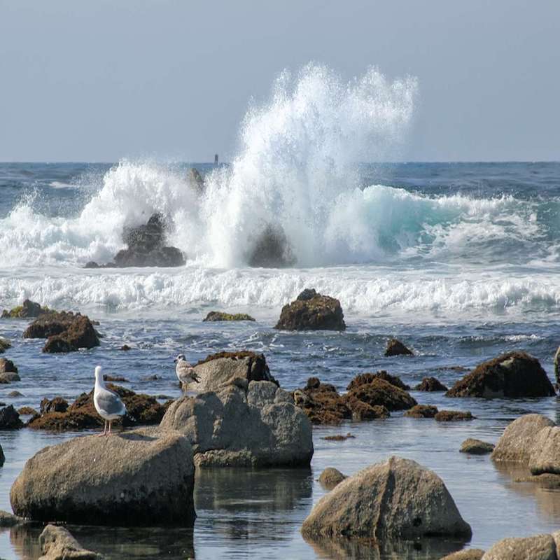wavespg